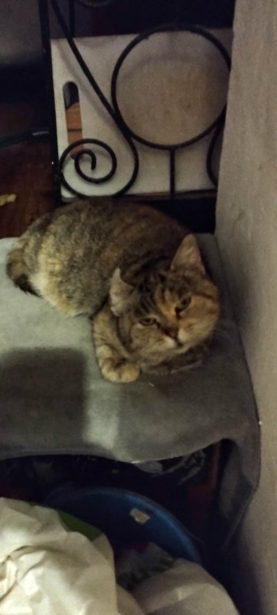 Радіо Копайгород